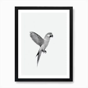 Parrot B&W Pencil Drawing 3 Bird Art Print