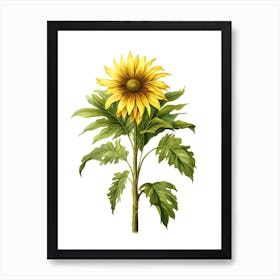 Sunflower Isolated On White Art Print