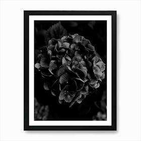 Black on Black Hydrangea Art Print