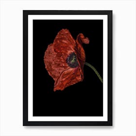 Poppy Red 04 Art Print