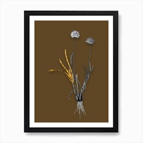 Vintage Allium Carolinianum Black and White Gold Leaf Floral Art on Coffee Brown n.0784 Art Print