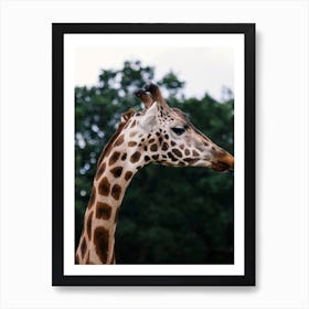 Wild Giraffe Art Print