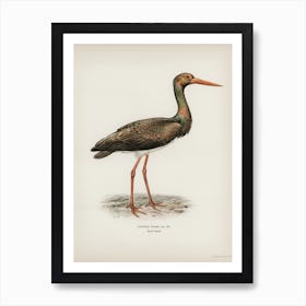 Black Stork (Ciconia Nigra), The Von Wright Brothers Art Print