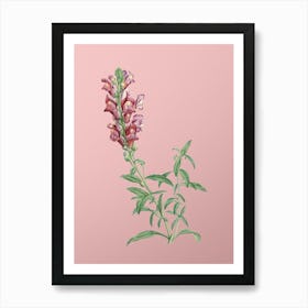 Vintage Red Dragon Flowers Botanical on Soft Pink n.0127 Art Print