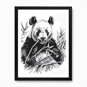 Giant Panda Eating Bamboo Ink Illustration 3 Art Print