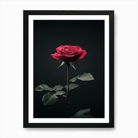 Red Rose On Black Background 36 Art Print