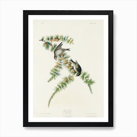 Pine Finch, Birds Of America, John James Audubon Art Print