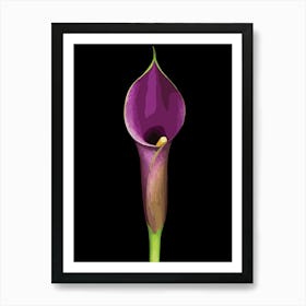 Elegant Purple Calla Lily Illustration Affiche