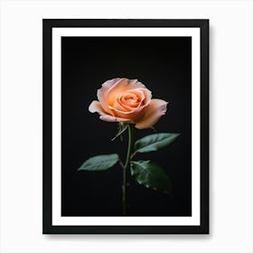 Single Rose On Black Background 55 Art Print