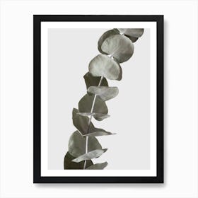 Dried Eucalyptus Branches 1 Art Print