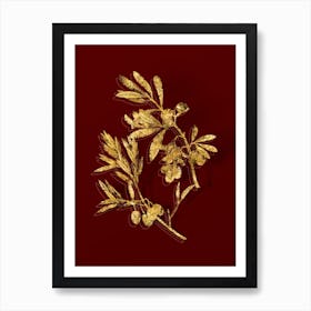 Vintage Olive Botanical in Gold on Red n.0528 Art Print