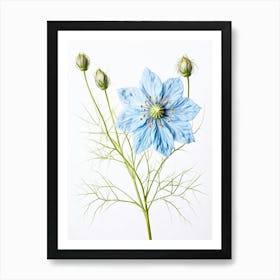 Pressed Flower Botanical Art Love In A Mist Nigella 5 Art Print