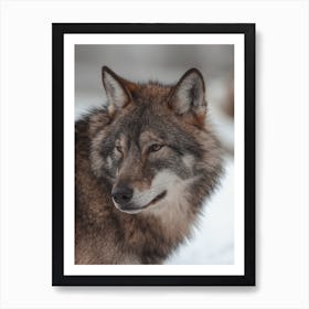 Brown Wolf Art Print