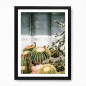 Cacti In Jardin Des Plantes Art Print