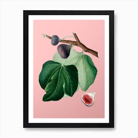 Vintage Black Fig Botanical on Soft Pink n.0028 Art Print