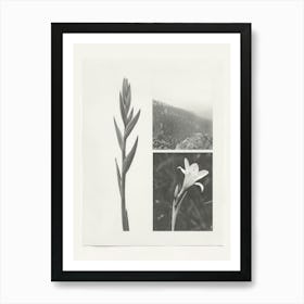 Gladiolus Flower Photo Collage 2 Art Print