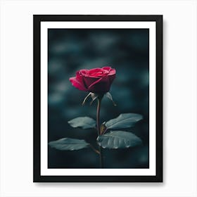 Single Rose 3 Art Print