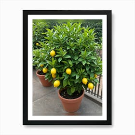 Lemon Tree In Pots Poster