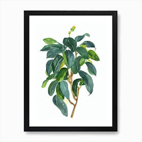 String Of Bananas (Senecio Radicans) Watercolor Art Print