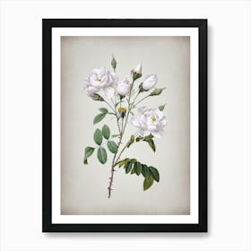 Vintage White Rose Botanical on Parchment n.0745 Art Print
