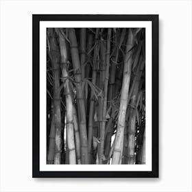 Bamboo Trees In Black And White Art Print