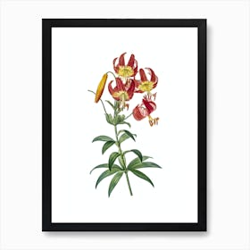 Vintage Turban Lily Botanical Illustration on Pure White n.0320 Art Print