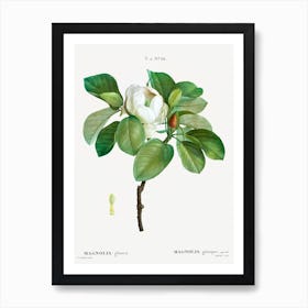 Magnolia Flower Bloom Art Print