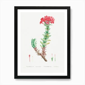 Crassula Coccinea, Pierre Joseph Redoute Art Print