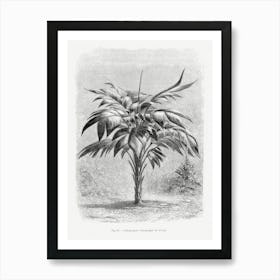 Vintage Palm Tree Art Print _2643191 Art Print