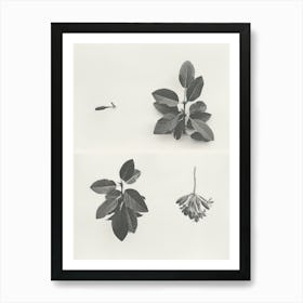 Honeysuckle Flower Photo Collage 1 Art Print