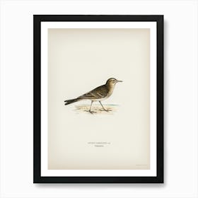 Tawny Pipit, The Von Wright Brothers Art Print