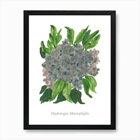 Hydrangea Macrophylla 1 Art Print