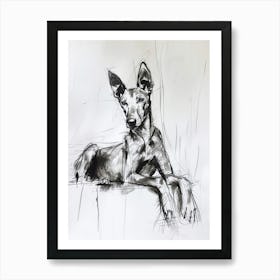Pharaoh Hound Dog Charcoal Line 2 Art Print