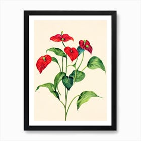 Anthurium Vintage Flowers Flower Art Print