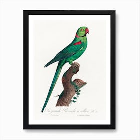 The Rose Ringed Parakeet From Natural History Of Parrots, Francois Levaillant 2 Art Print