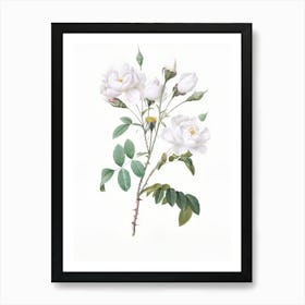 White Roses Art Print