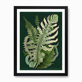 Painted Fern Wildflower Vintage Botanical 1 Art Print