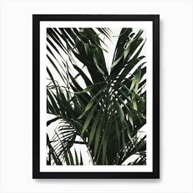 Palm Tree 6 Art Print