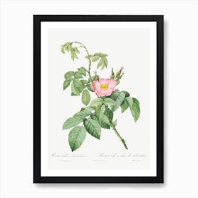 The Apple Rose, Pierre Joseph Redoute Art Print