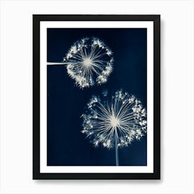 Dandelions 1 Art Print