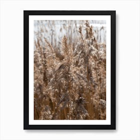 Pampas grass on the shore of a lake 3 Art Print