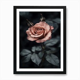 Dark Rose 85 Art Print