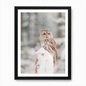 Snowy Owl On Fence Post Art Print