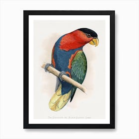 Vintage Parakeet Art Print