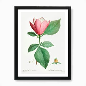 Lily Magnolia, Pierre Joseph Redoute Art Print