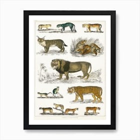 Collection Of Animals In The Feline Family, Oliver Goldsmith Art Print