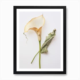Pressed Flower Botanical Art Calla Lily 2 Art Print