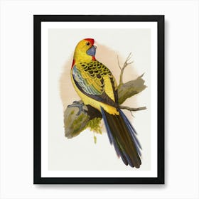 Australian Parrot Art Print