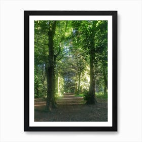 Path Through The Woods Art Print