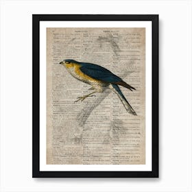 Sparrowhawk Dictionnaire Universel Dhistoire Naturelle  Art Print